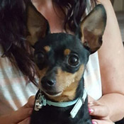 Der Pinscher wurde auf der Landstraße zw. Nidderau/Eichen Richtung Ostheim aufgefunden.