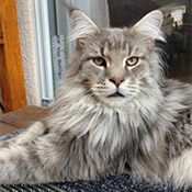 Kater Hugo wird vermisst