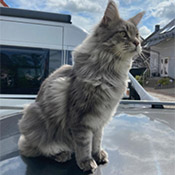 Kater Hugo wird vermisst