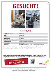 Kater Hugo wird vermisst