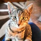 Kater Momo wird vermisst