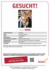 Kater Momo wird vermisst