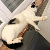 Katze Schnuri wird vermisst