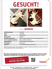 Katze Schnuri wird vermisst