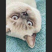Kater Bounty wird vermisst