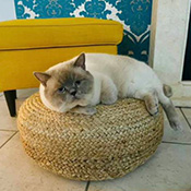 Kater Bounty wird vermisst