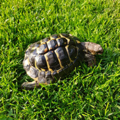 Schildkröte Luke wird vermisst