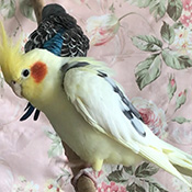 Giacomo wird vermisst