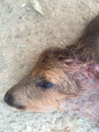 Rehkitz von Hund getötet. Hunde bitte anleinen!