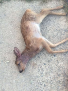 Rehkitz von Hund getötet. Hunde bitte anleinen!