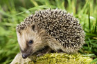 Igel