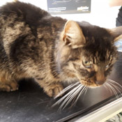Diese Katze wurde am Sonntagmorgen 22.4.2018 in Höhe der Abfahrt Bad Vilbel Massenheim auf der B3 gefunden.