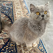 Diese Katze wurde im April 2024 im Industriegebiet Karben gefunden. 