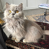 Diese Katze wurde im April 2024 im Industriegebiet Karben gefunden. 