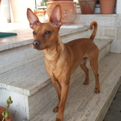 Rüde Shorty