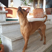 Rüde Shorty
