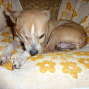 Shiela