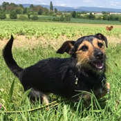 Lani sucht ein Zuhause