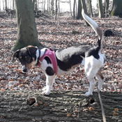 Elsa sucht ein Zuhause