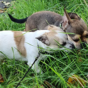 Rocky hat ein neues Zuhause gefunden!