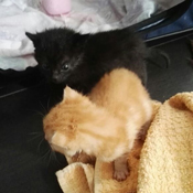 Rote Katzenbabys