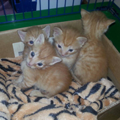 Rote Katzenbabys