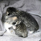 Katzenbabys aus dem Müll