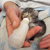 Katzenbabys aus dem Müll