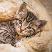 Katzenbaby Käthe hat ein Zuhause gefunden