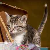 Katzenbaby Kitty hat ein Zuhause gefunden