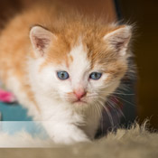 Katzenbaby Mango hat ein Zuhause gefunden