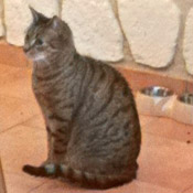 Kater Lucky hat ein Zuhause gefunden
