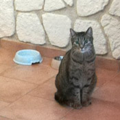 Kater Lucky hat ein Zuhause gefunden