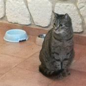 Kater Lucky hat ein Zuhause gefunden