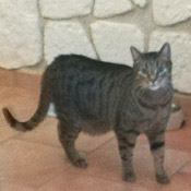 Kater Lucky hat ein Zuhause gefunden