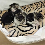 Die 4 Babykätzchen (Cajo,Cooper,Carl und Cilia) haben ein Zuhause gefunden.