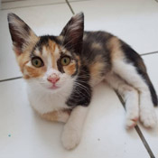 Katze Bonnie hat ein Zuhause gefunden