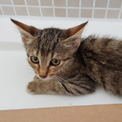 Katze Lilly hat ein Zuhause gefunden