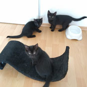 Cayenne, Chili und Ginger haben ein Zuhause gefunden
