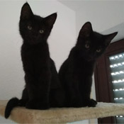 Chili und Ginger haben ein neues Zuhause gefunden