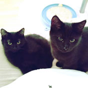 Chili und Ginger haben ein neues Zuhause gefunden