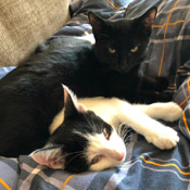Salt und Chayenne haben ein neues Zuhause gefunden