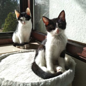 Salt und Pepper haben ein neues Zuhause gefunden