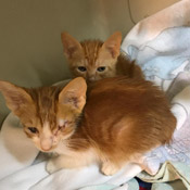 Diese Katerchen haben wir vom Tierarzt übernommen.