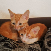 Diese Katerchen haben wir vom Tierarzt übernommen.