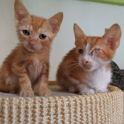 Diese Katerchen haben wir vom Tierarzt übernommen.