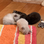 Nuri und zwei ihrer Racker suchen ein neues Zuhause