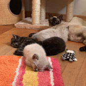 Nuri und zwei ihrer Racker suchen ein neues Zuhause