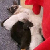 Nuri und zwei ihrer Racker suchen ein neues Zuhause