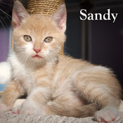 Sandy  hat ein Zuhause gefunden